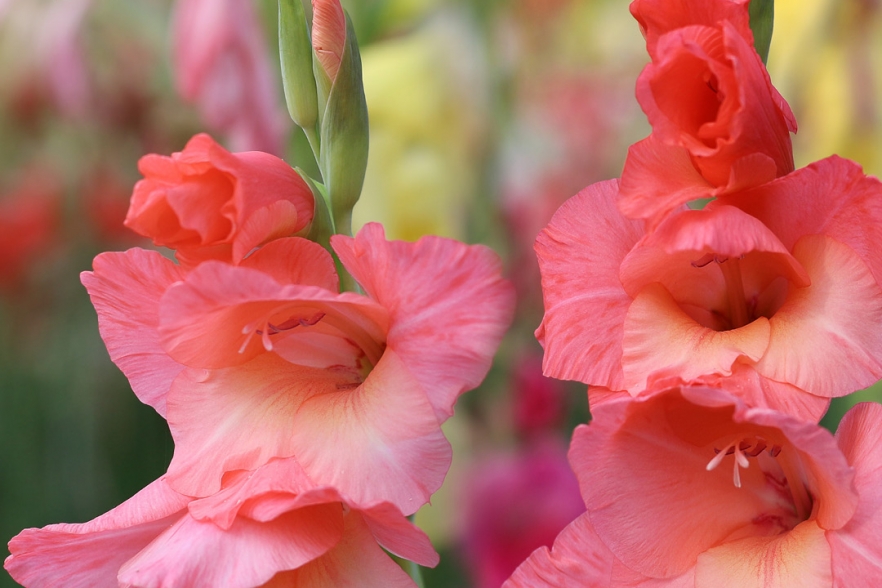 Duratuf 1080 x 1080 Cut Flower