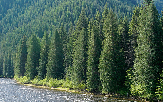 Cedar Tree Plantation